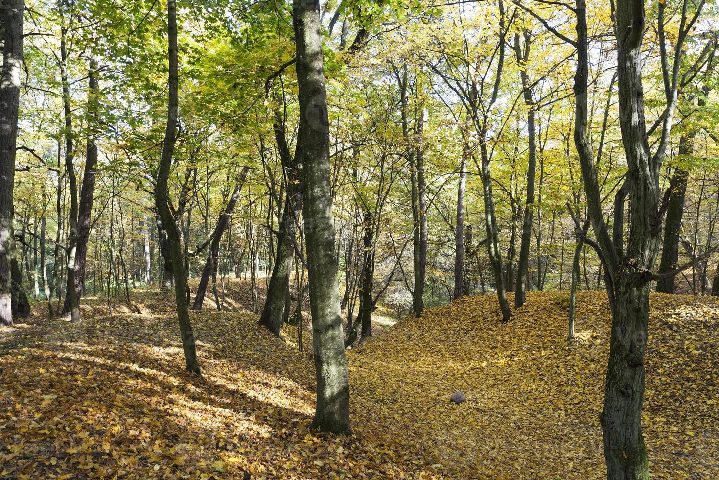 trees in the autumn season photo