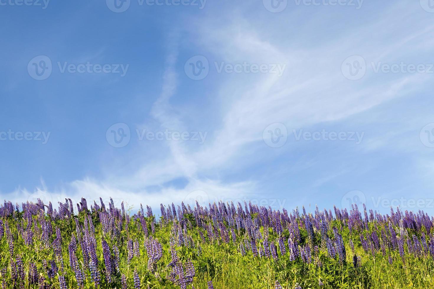 purple lupine flowers photo