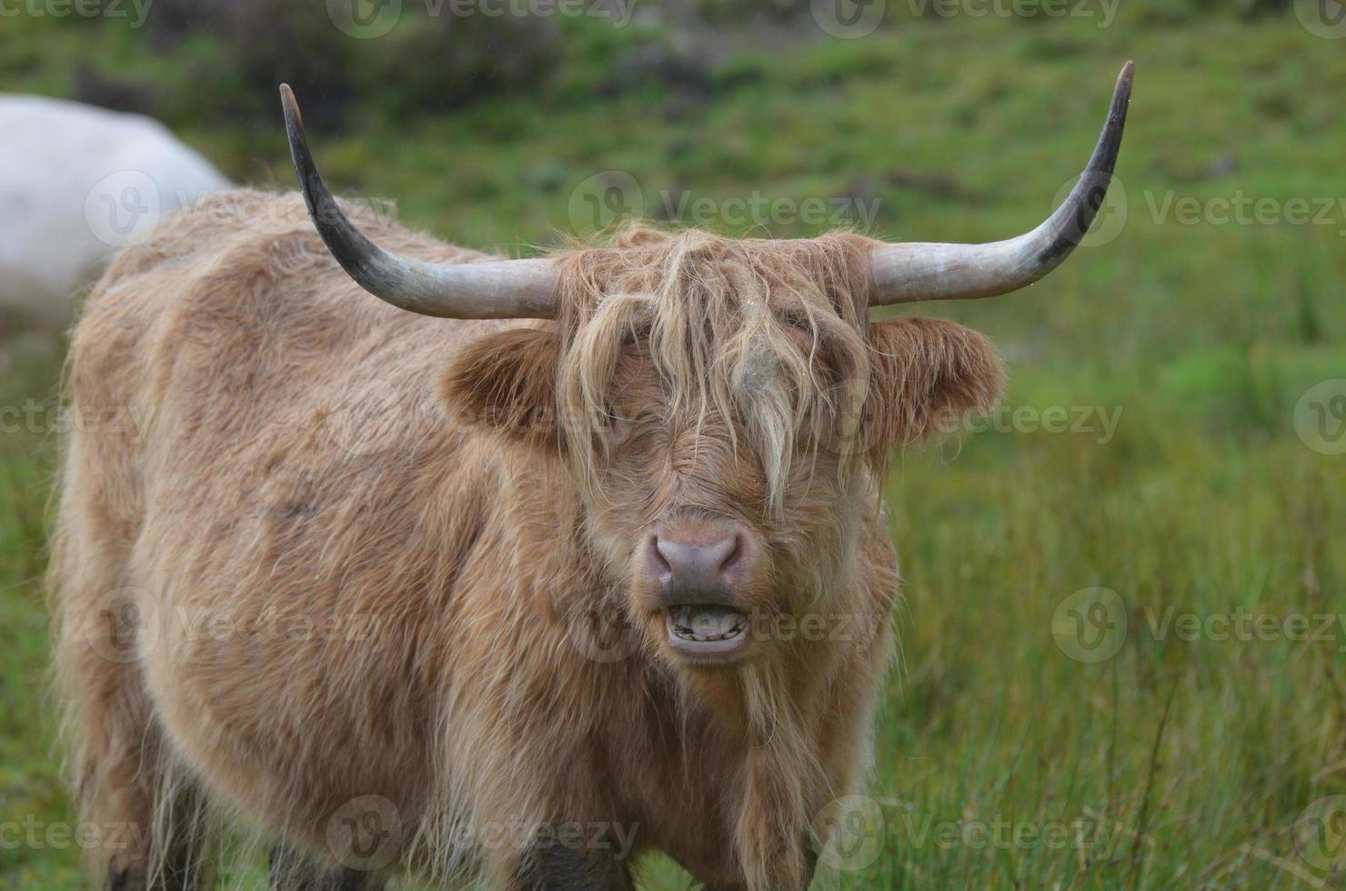 Highland Cow with his Mouth Open photo