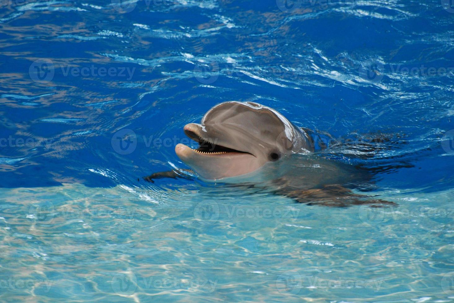 Dolphin Up Close with His Teeth Showing photo