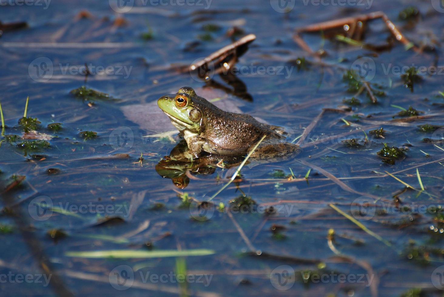 Reflected Toad in the Water photo