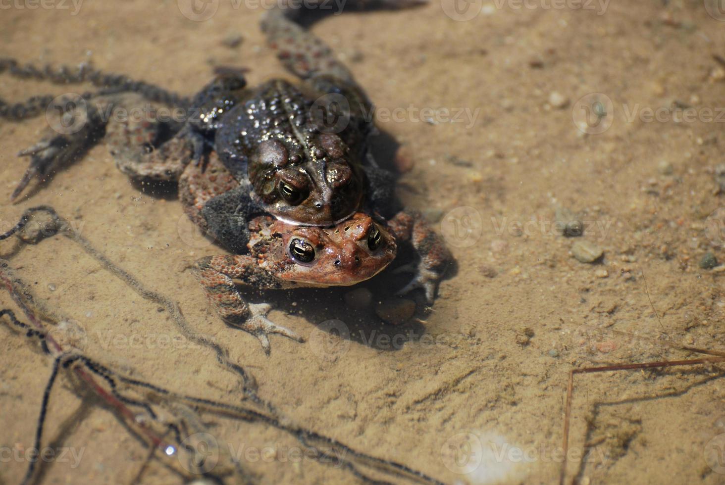 ranas de apareamiento que ponen huevos en el agua foto