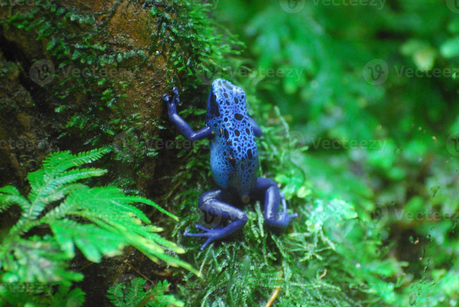 Blue Poison Arrow Frog on a Wet Log photo