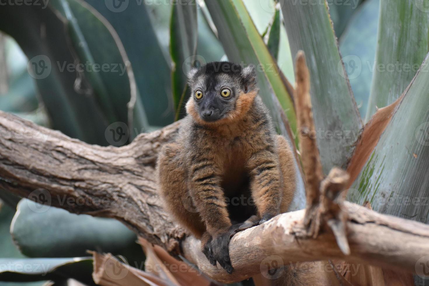 Precious Image of a Brown Collared Lemur photo