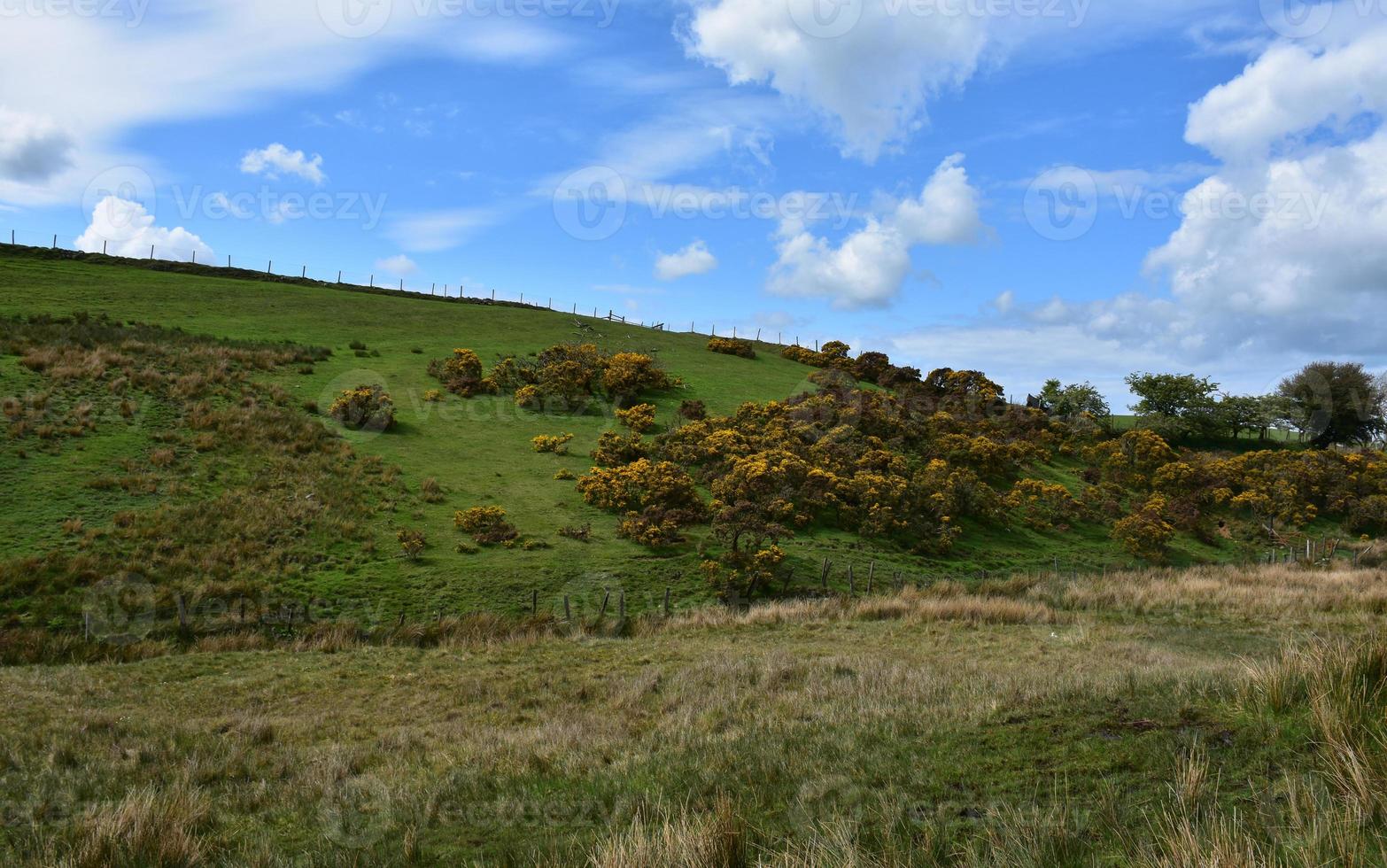 Stunning Rural Landscape in Northern England with Gorse photo