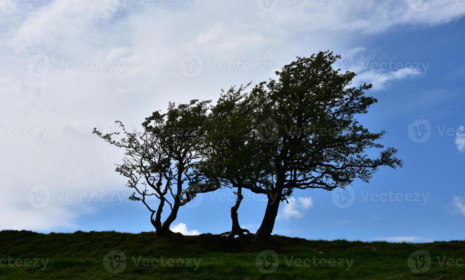 Gorgeous Silhouetted Old Trees in Northern England photo