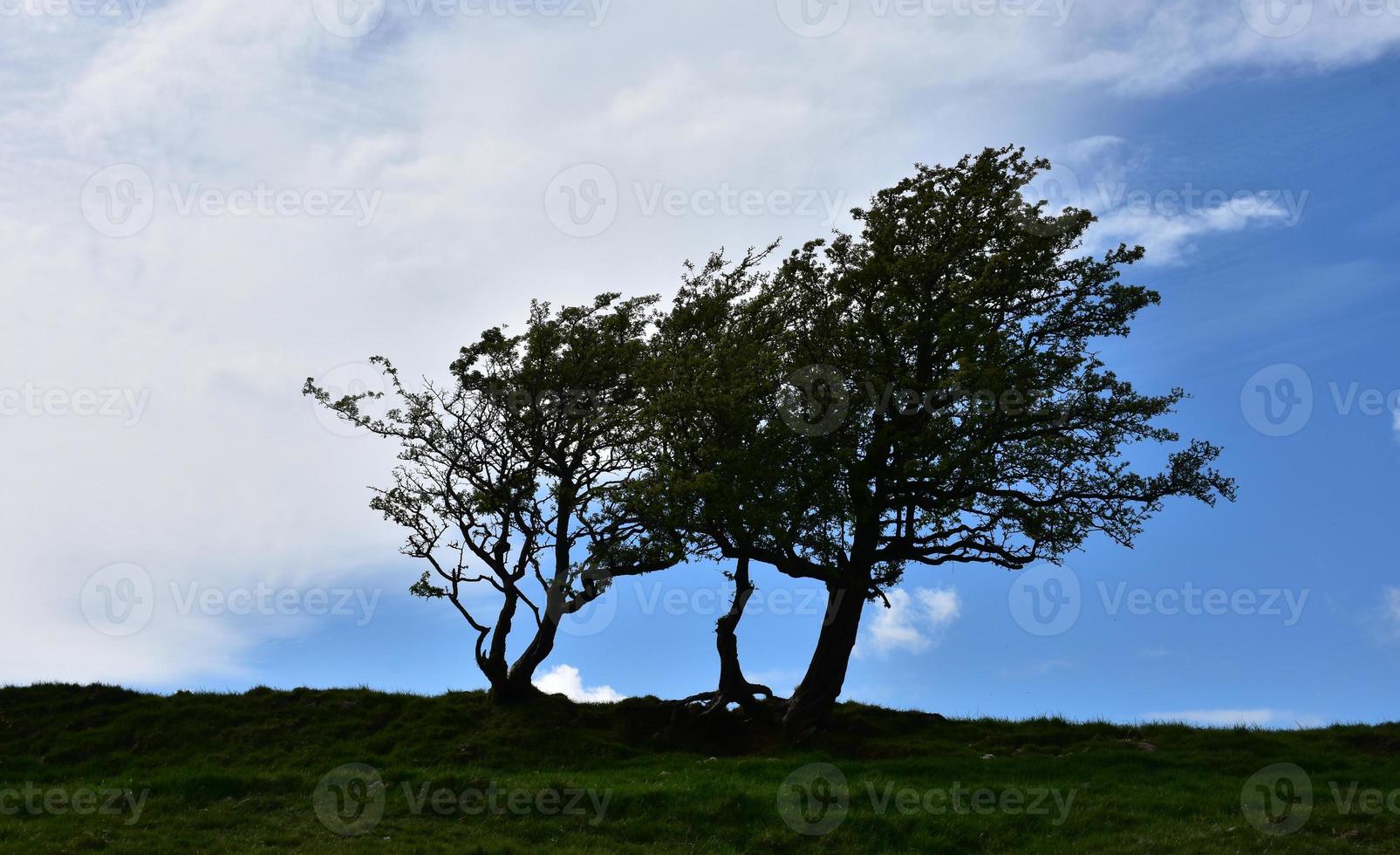 Silhouetted Old Trees Against a Blue Cloudy Sky photo