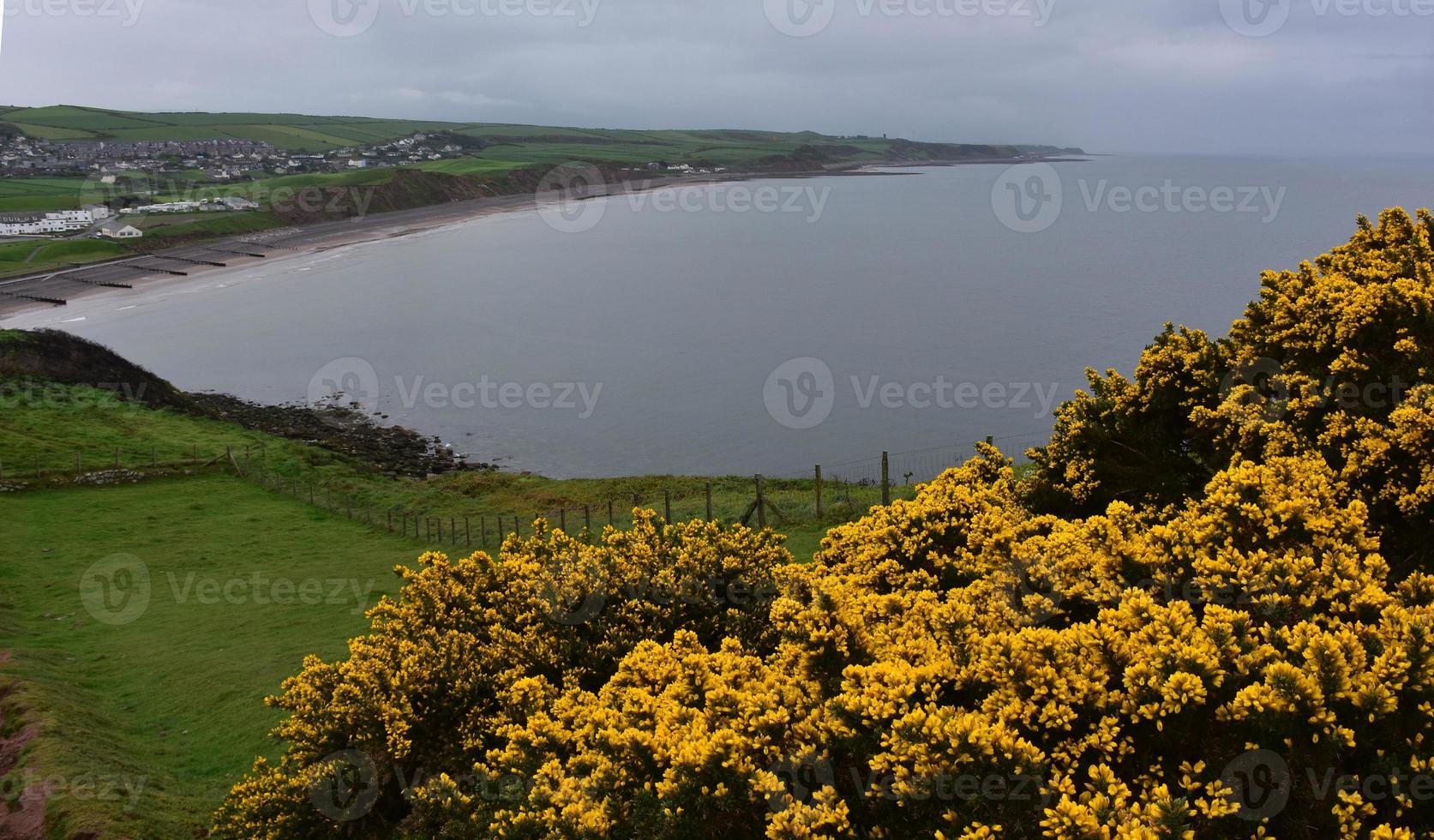 Vibrant Blooming Evergreen Gorse Bushes in Cumbria England photo