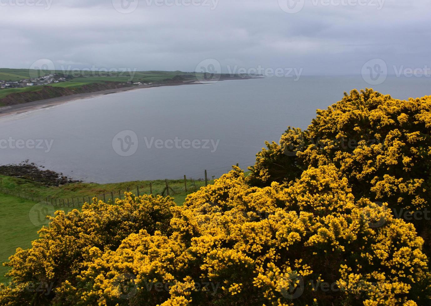 Flowering Thorny Gorse Bushes Along the Sea Cliffs in England photo
