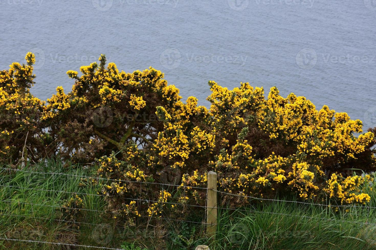 Gorse Bushes Above Fleswick Bay in Cumbria England photo