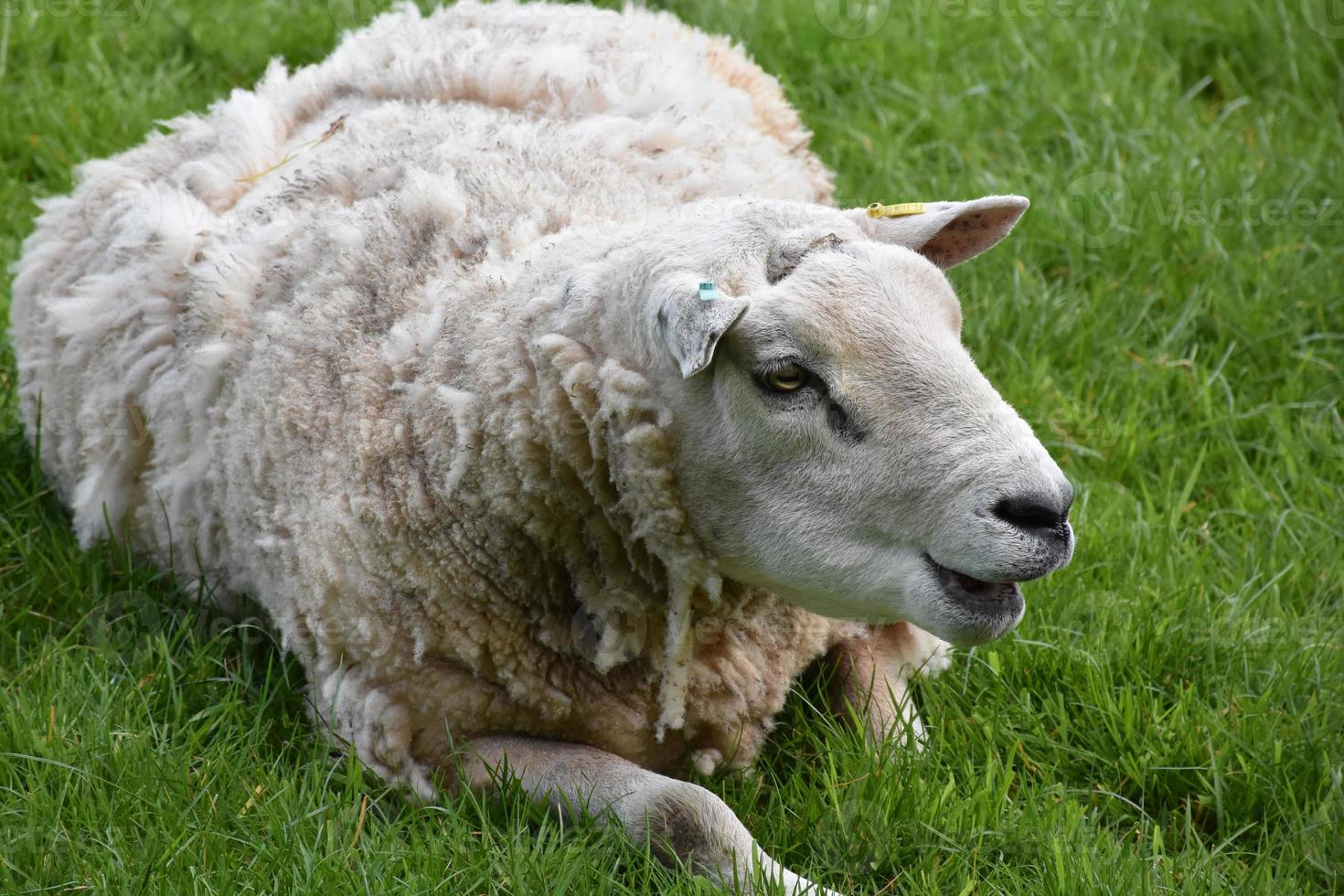 Large White Sheep Chewing and Resting in a Pasture photo