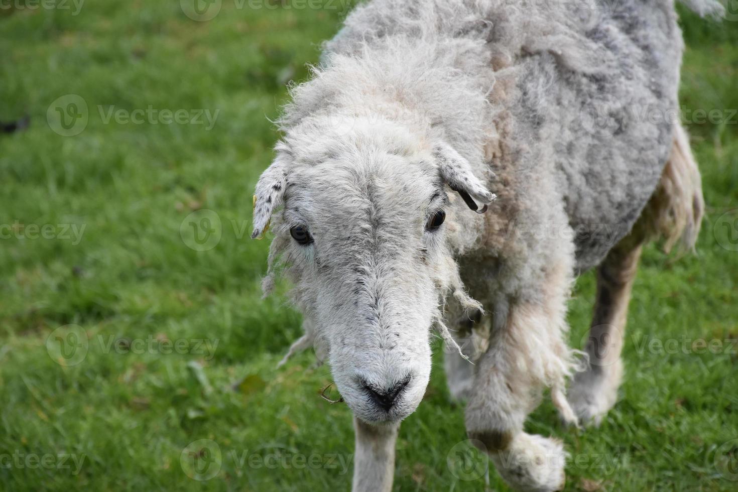 Clipped White Sheep Standing in a Grass Pasture photo