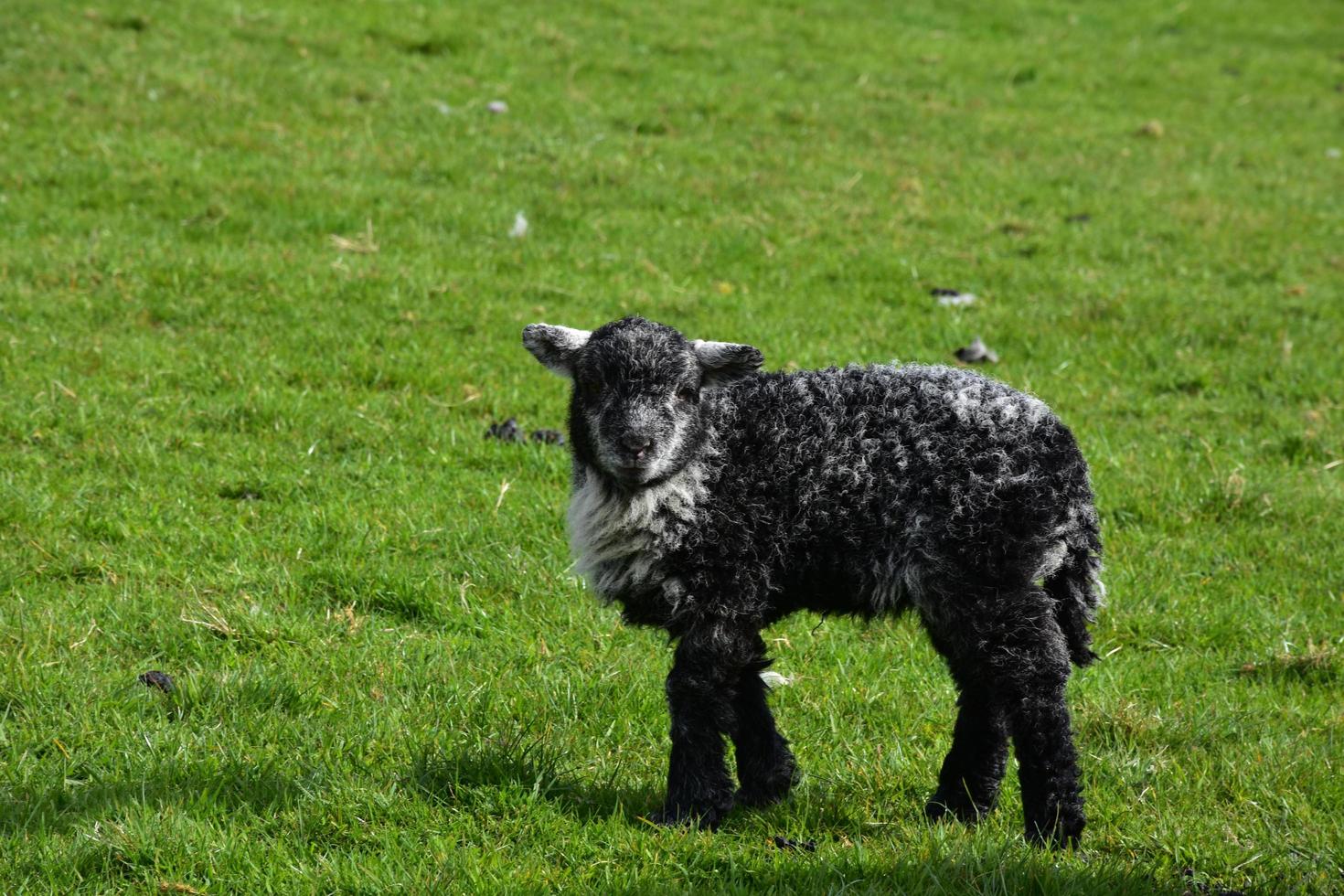 Shaggy Black Lamb in a Green Grass Field photo