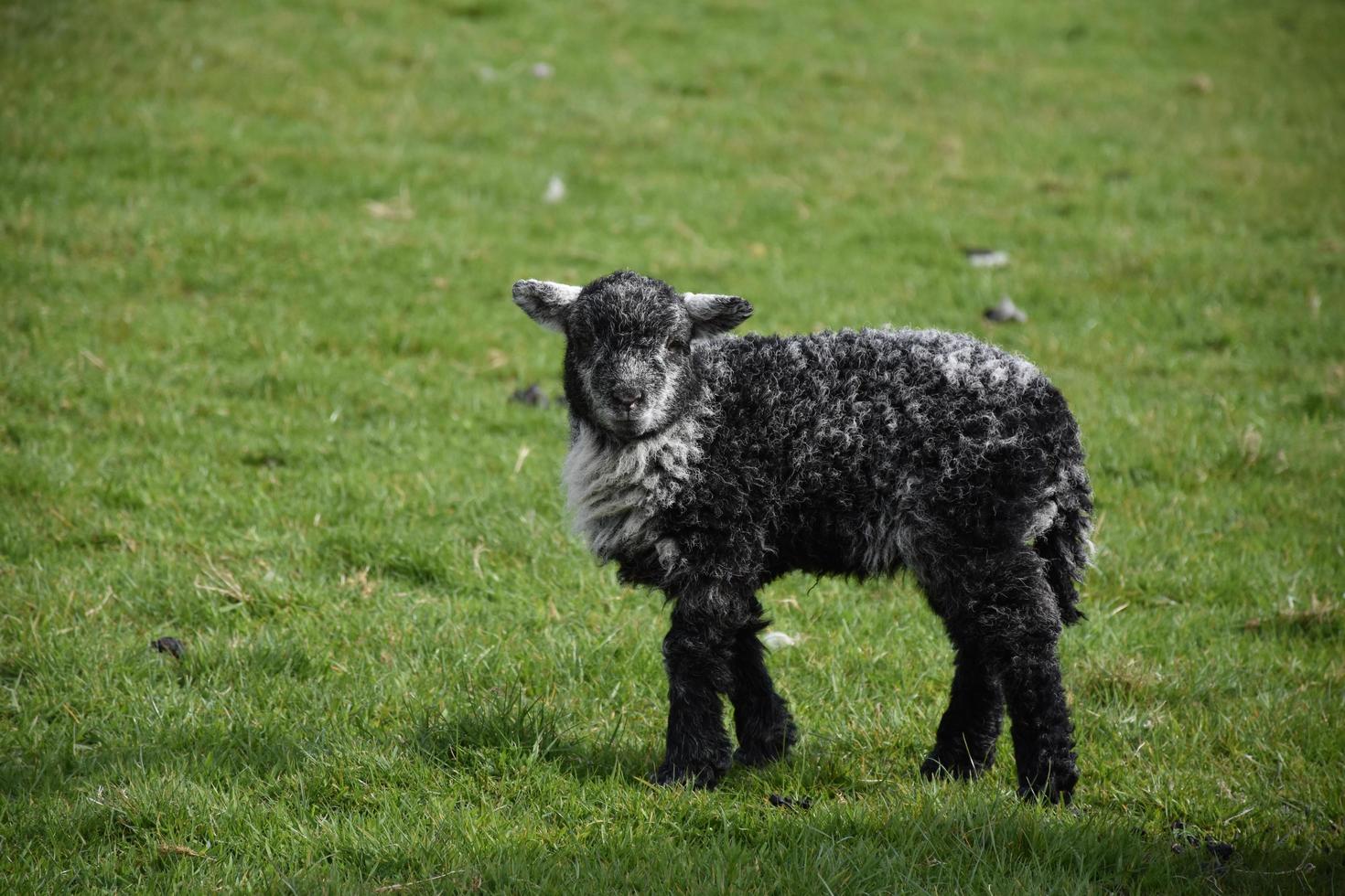 Adorable Black and Gray Baby Lamb in the Springtime photo