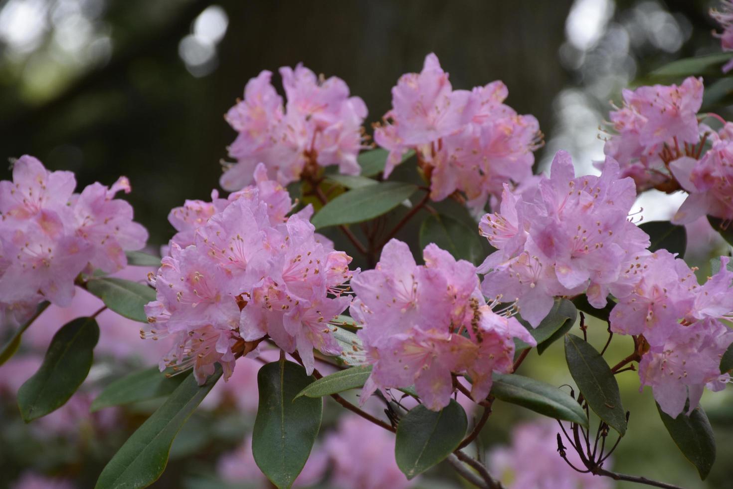 Light Pink Rhododendron Bush Flowering in the Spring photo