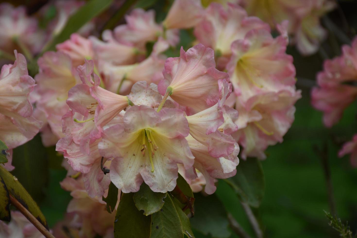 White and Pale Pink Rhododendron Blossoms Flowering photo