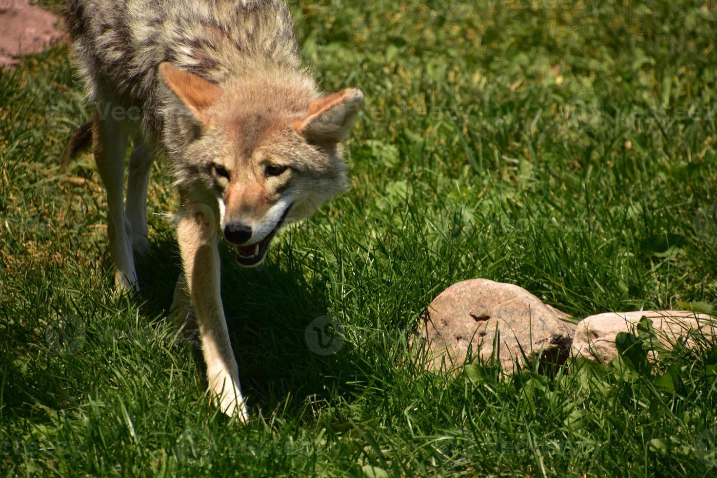 Looking into the Face of a Coyote photo