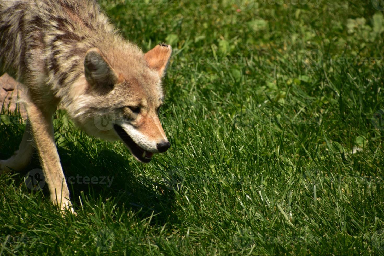 Looking in the Face of a Wild Coyote photo