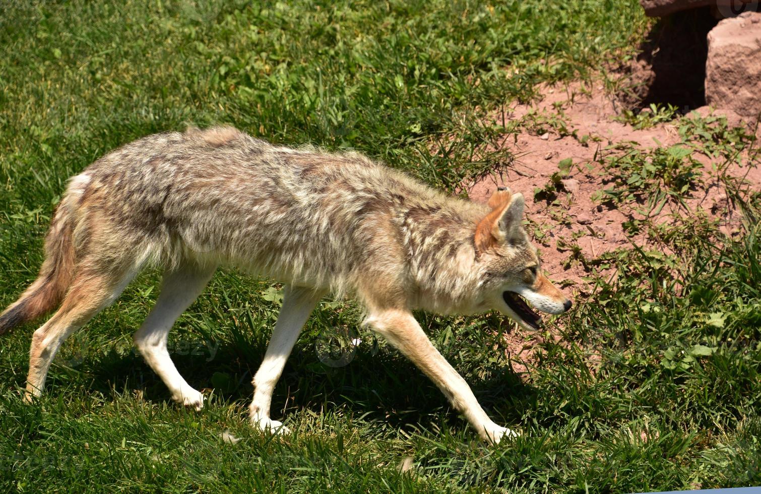 coyote delgado y desaliñado en un día de verano foto