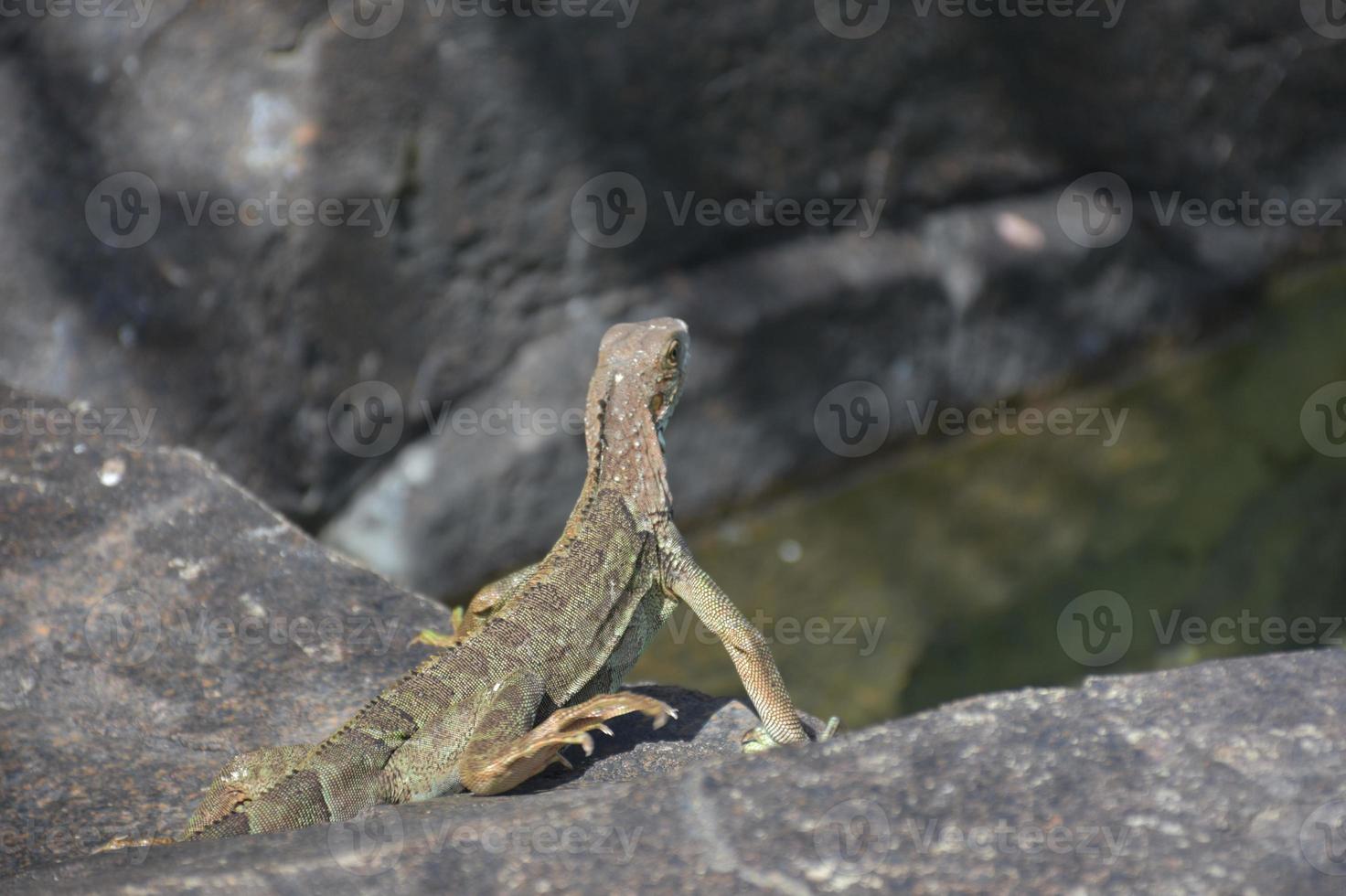 iguana mirando a lo lejos desde una roca foto