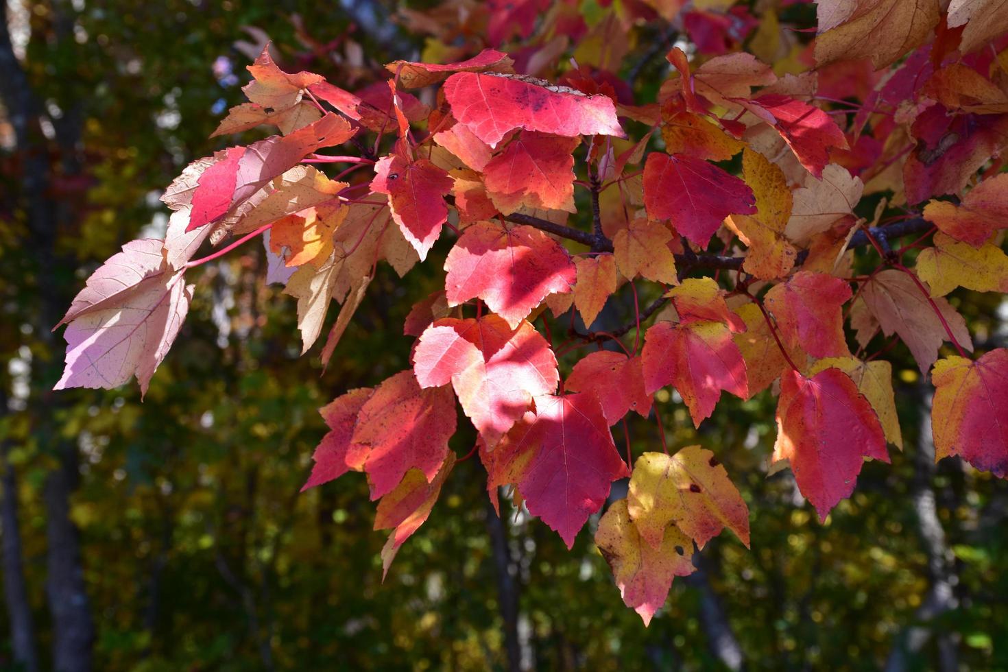 Red Leaves Changing in Fall in October in New England photo