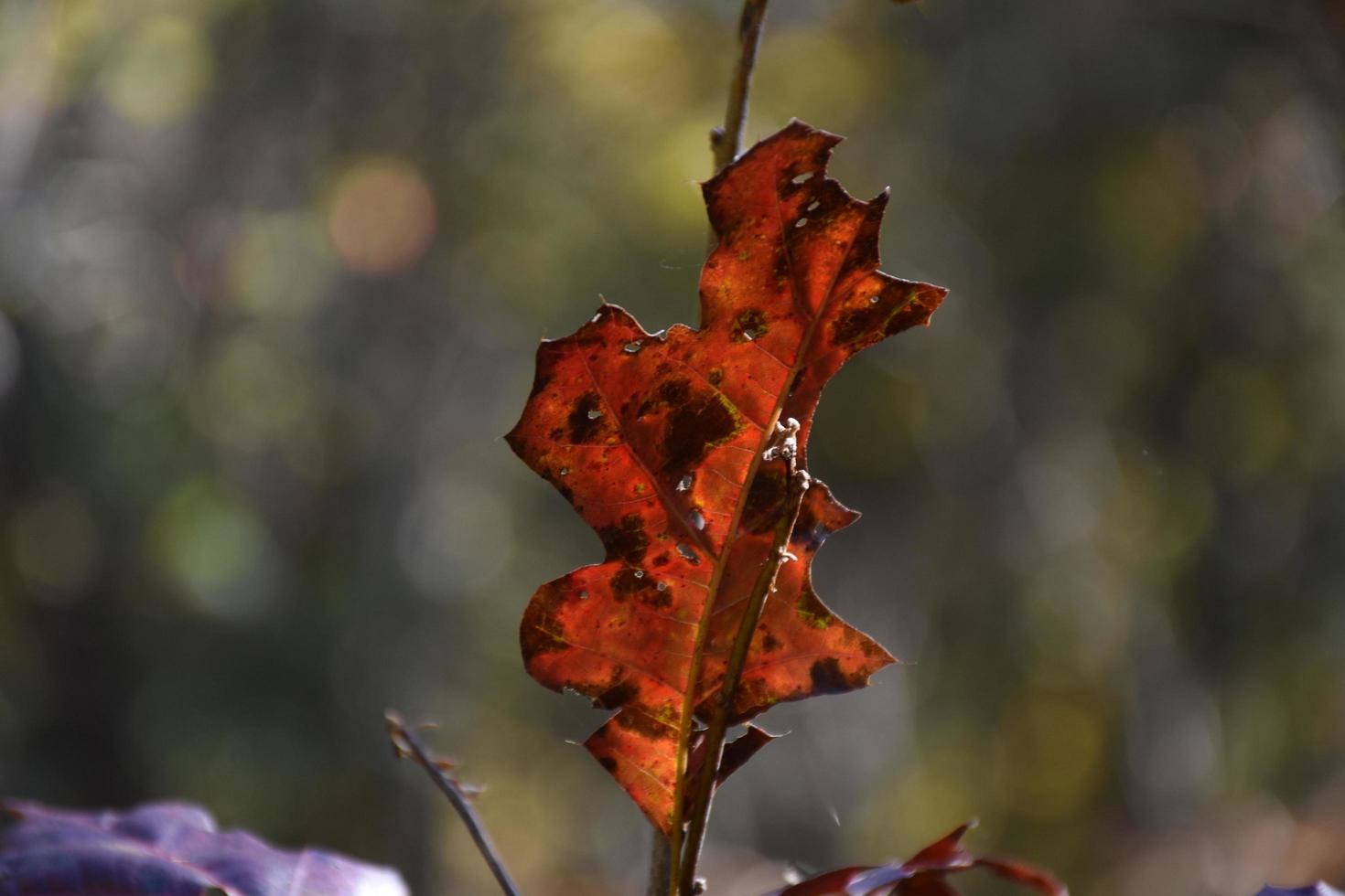 Stunning Close Up of a Crisp Red Oak Leaf photo