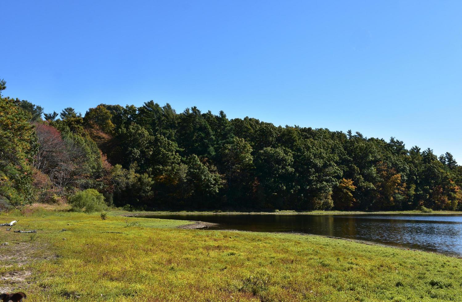 Trees with Leaves Turning and Changing Colors photo