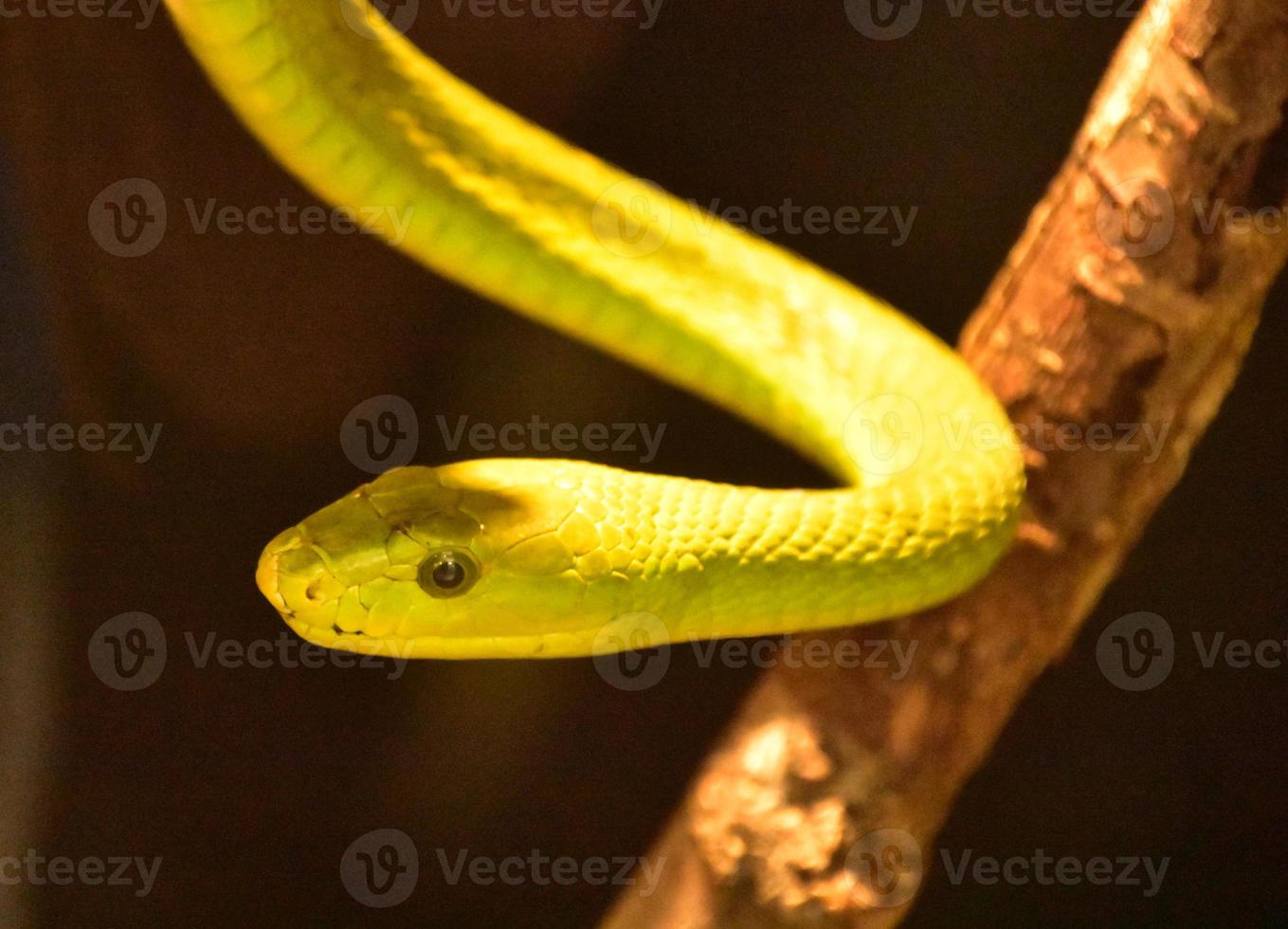 Floating Bright Green Tree Snake on a Branch photo