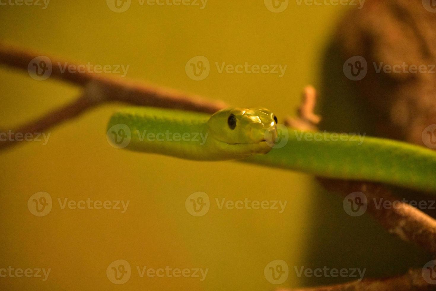 Green Mamba Snake Floating Up Ready to Strike photo