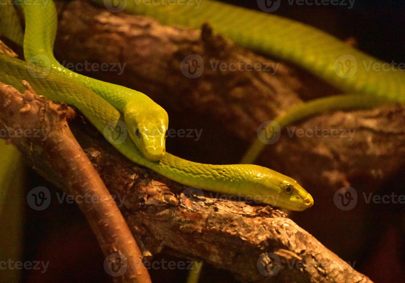 Eastern green mamba - Wikipedia