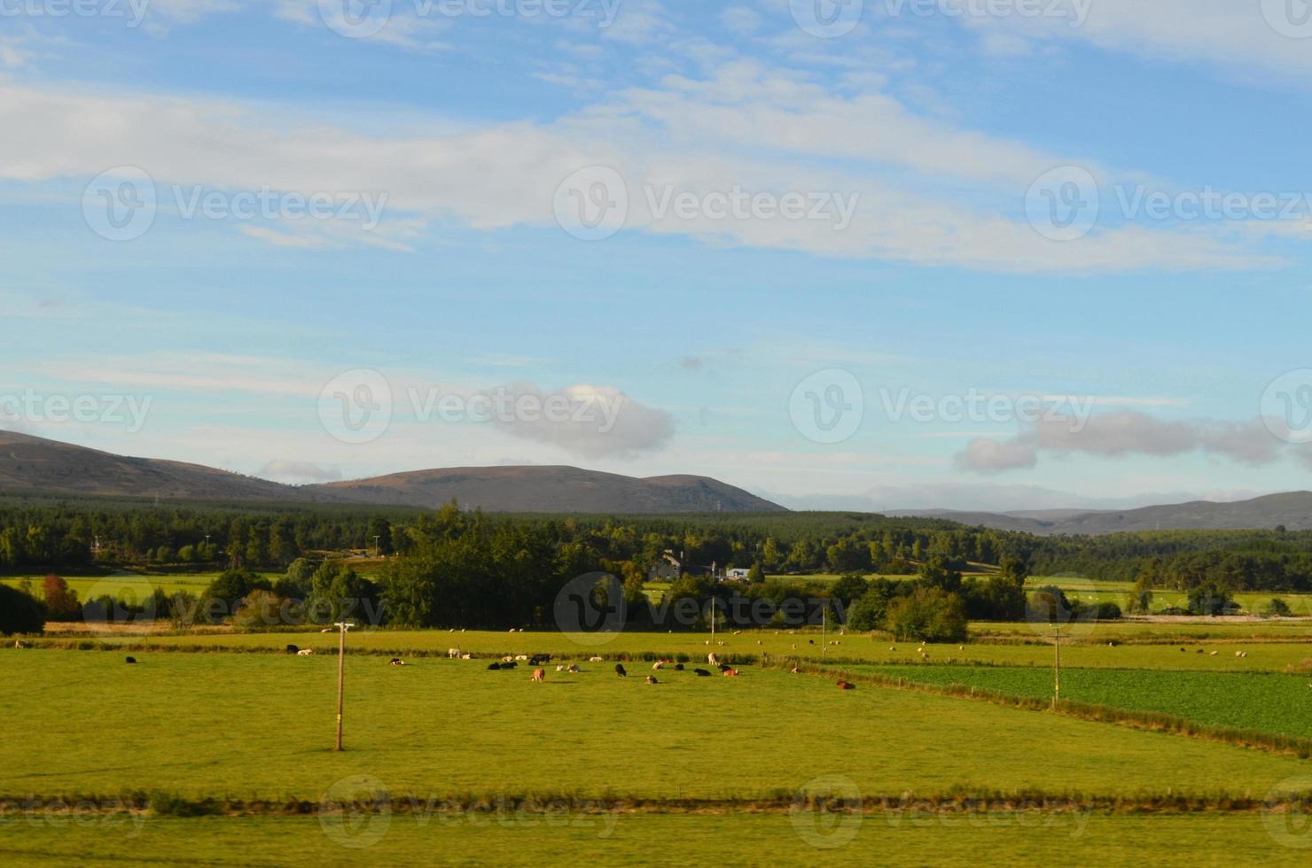 Sheep Grazing in the Field in Front of Cairngorms Mountains photo