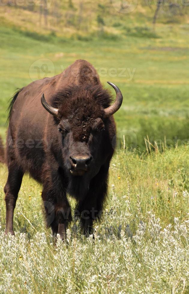 Flies on the Head of an American Buffalo photo