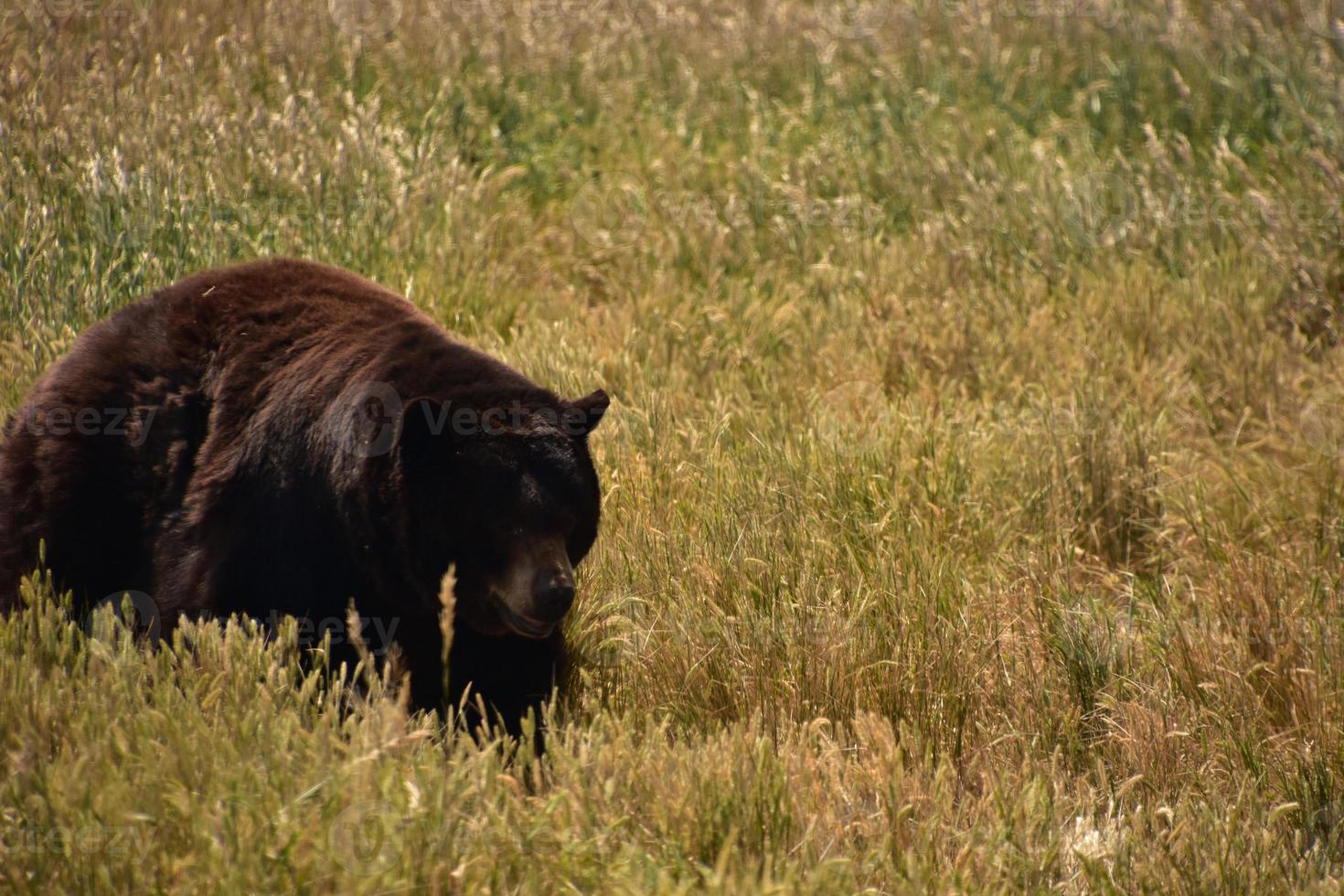 Fluffy Black Bear Walking Through a Field photo