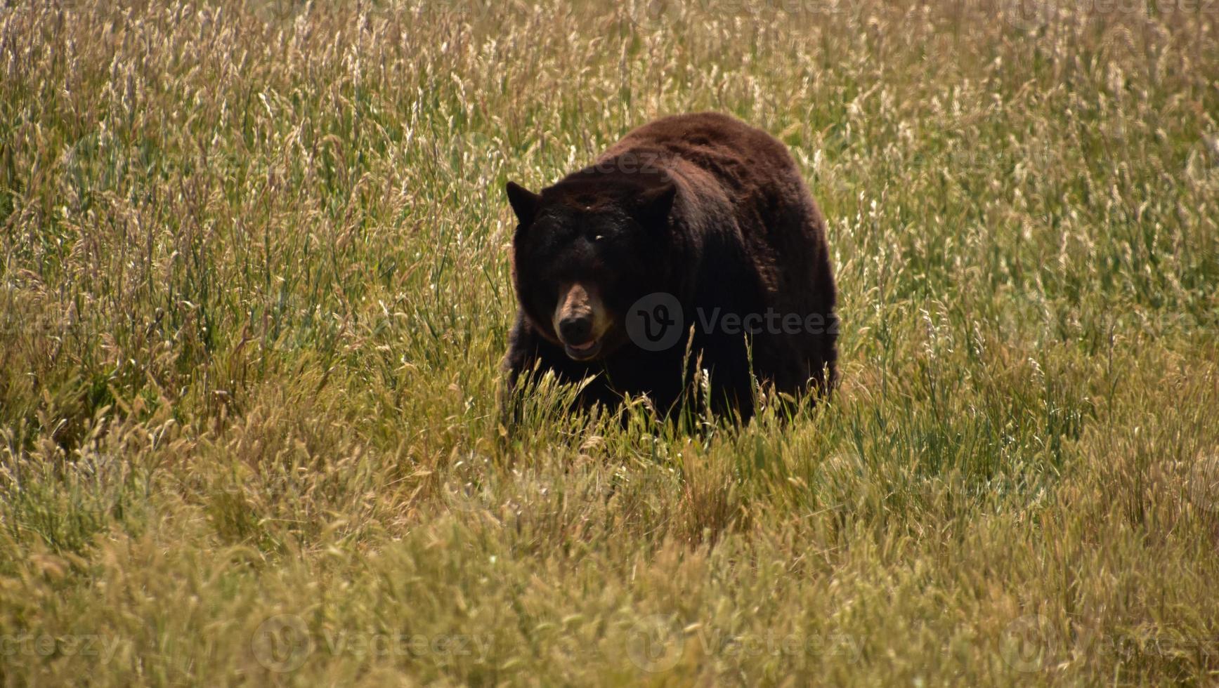 Furry Black Bear Walking in a Hay Field photo