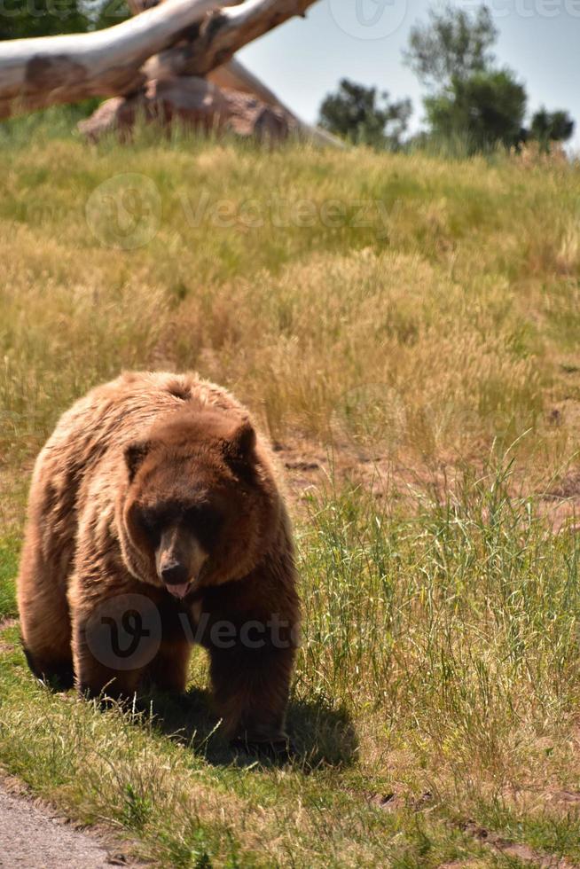 Brown Black Bear Walking Along a Road Way photo