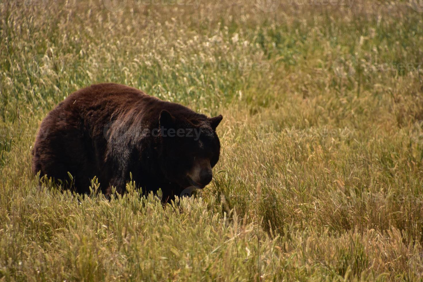 Hay Field with a Large Black Bear photo