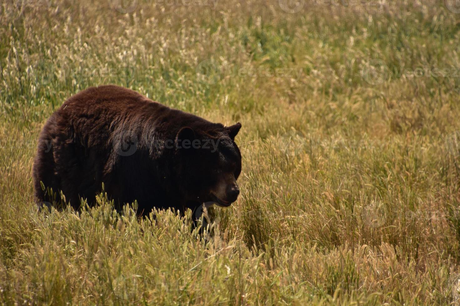 Summer Day with an Active Black Bear photo