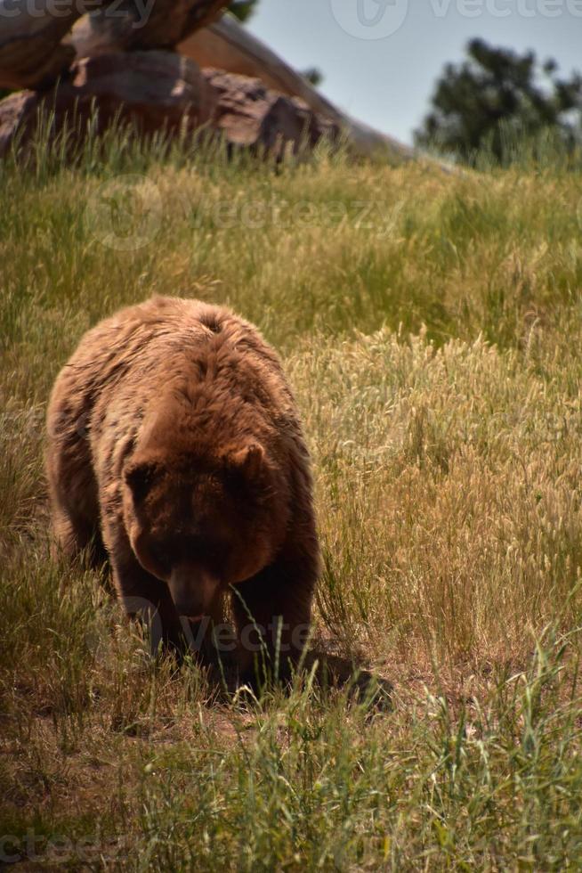 Beautiful Brown Black Bear Ambling Through a Meadow photo