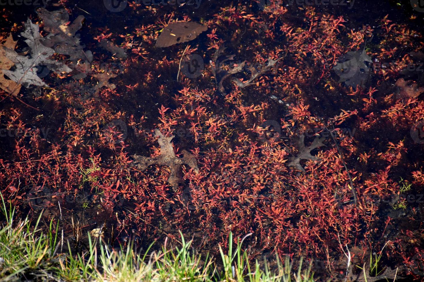 Cranberry Vines with Rotting Leaves in the Spring photo