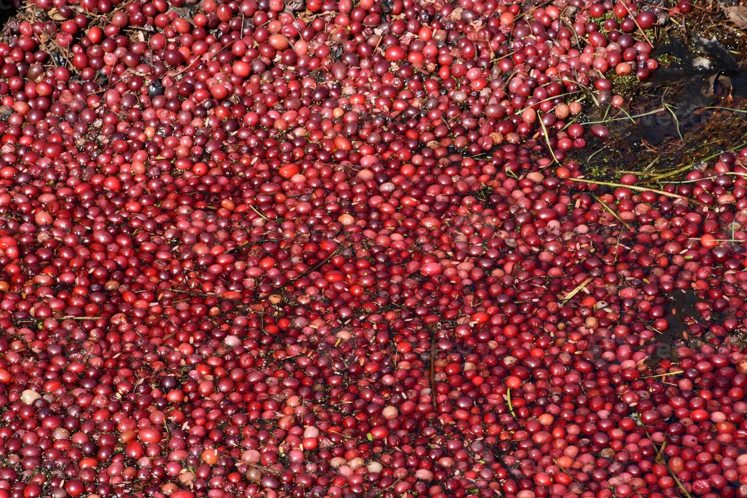 Harvesting Cranberries Floating on Water on Cranberry Bog 9552211 Stock