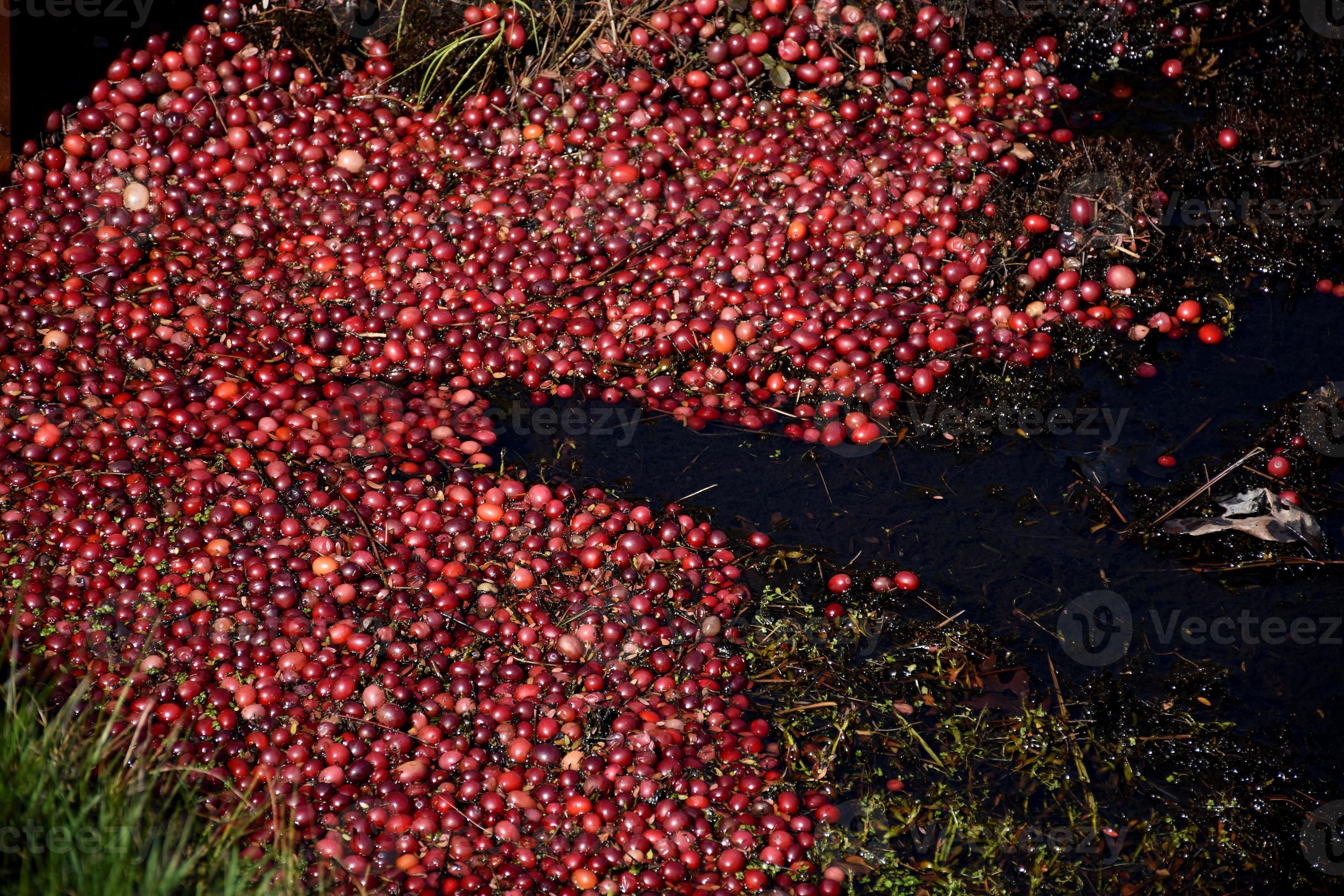 Brilliant Cranberries Floating in Water on a Bog 9552215 Stock Photo at