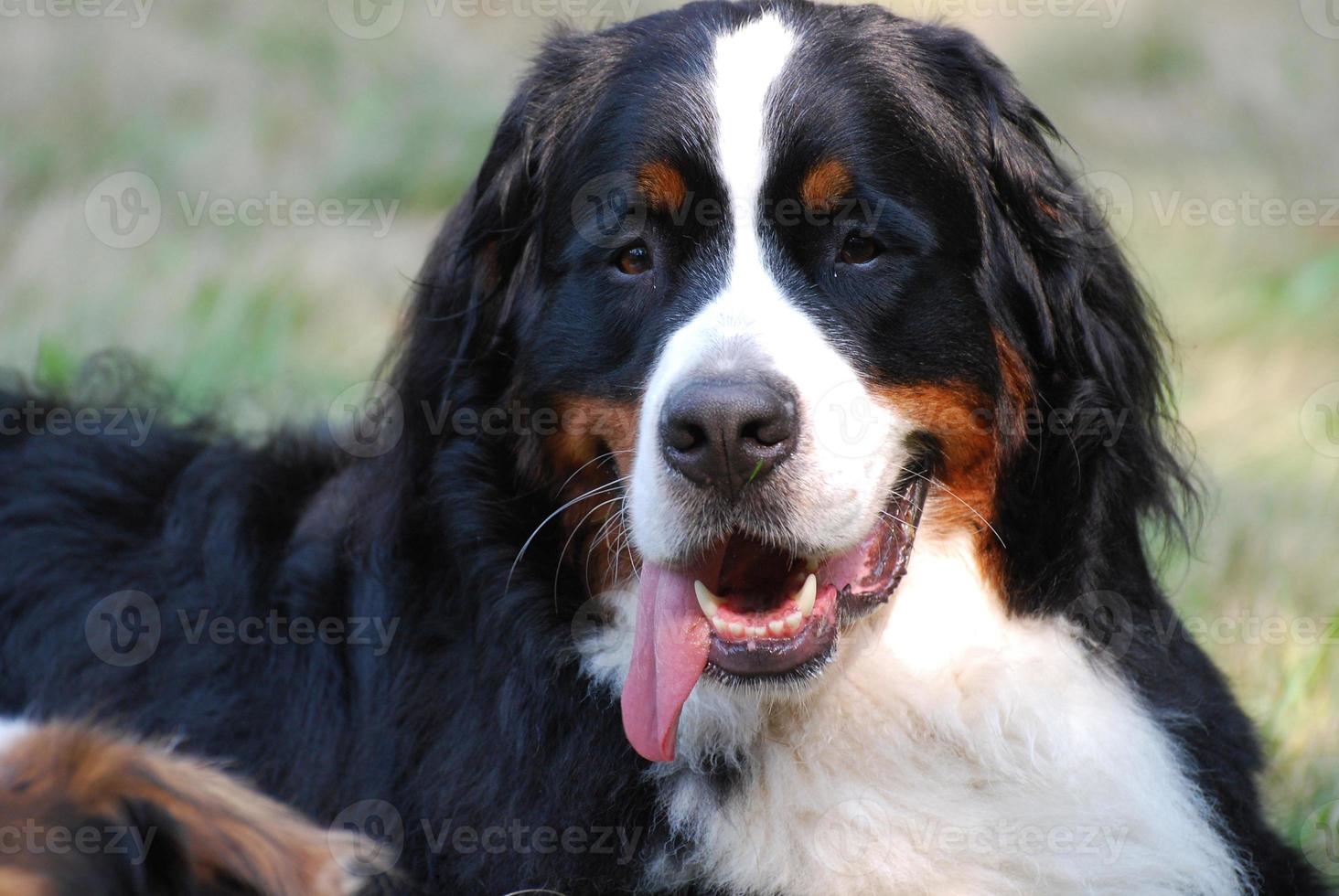 Funny Bernese Mountain Dog photo