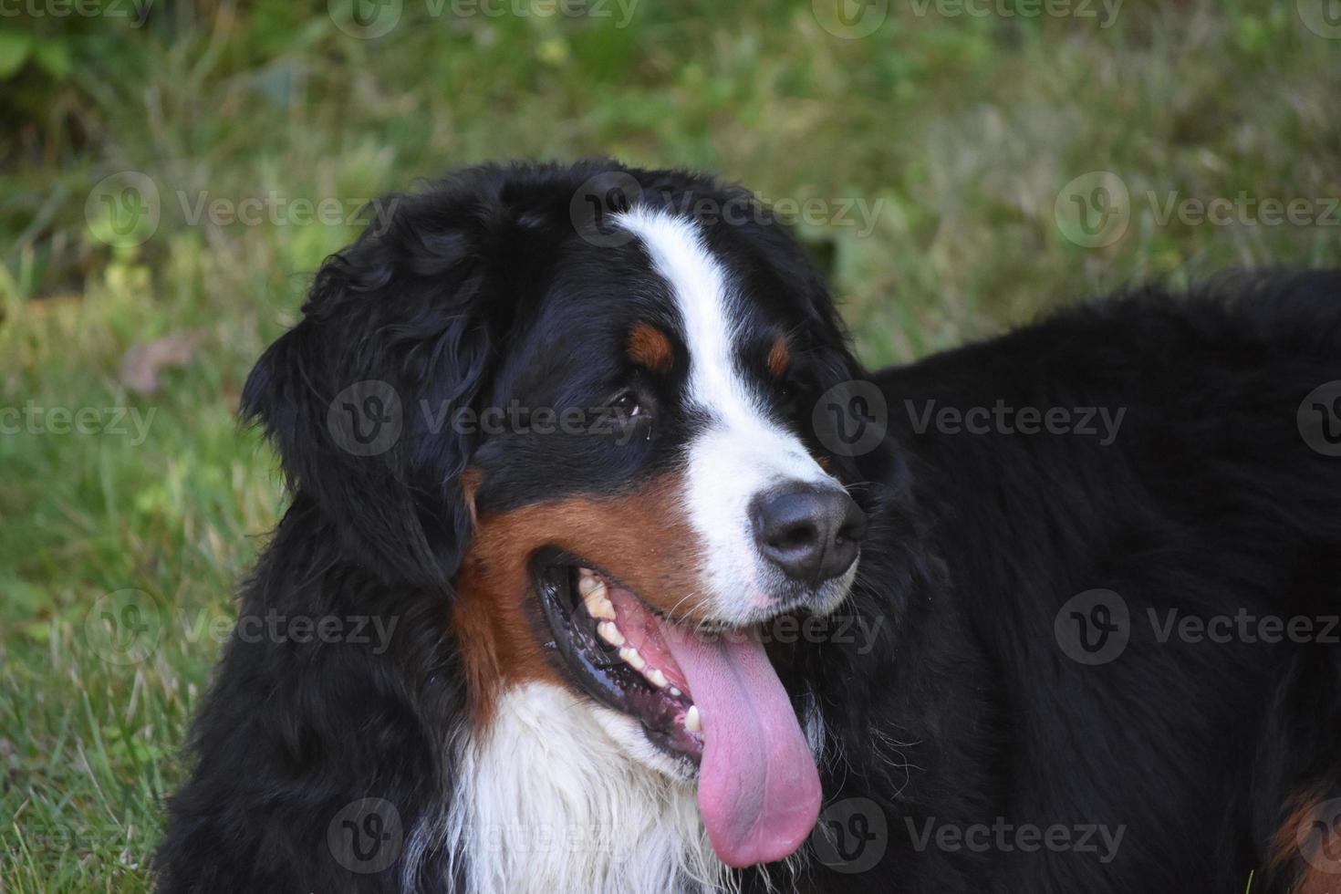 gran lengua rosa colgando de la boca de un perro de montaña bernés foto