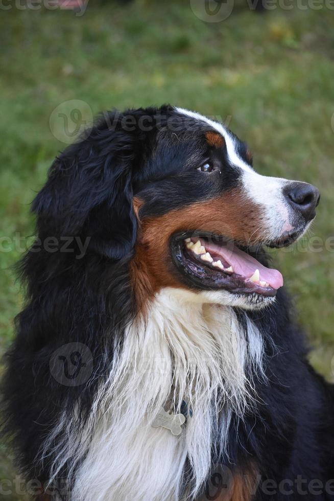 Side Profile of a Bernese Mountain Dog photo