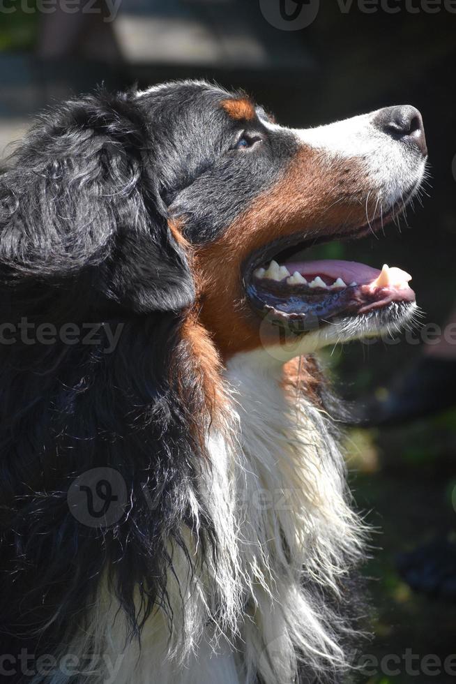 Bernese Mountain Dog Basking in the Sunshine photo