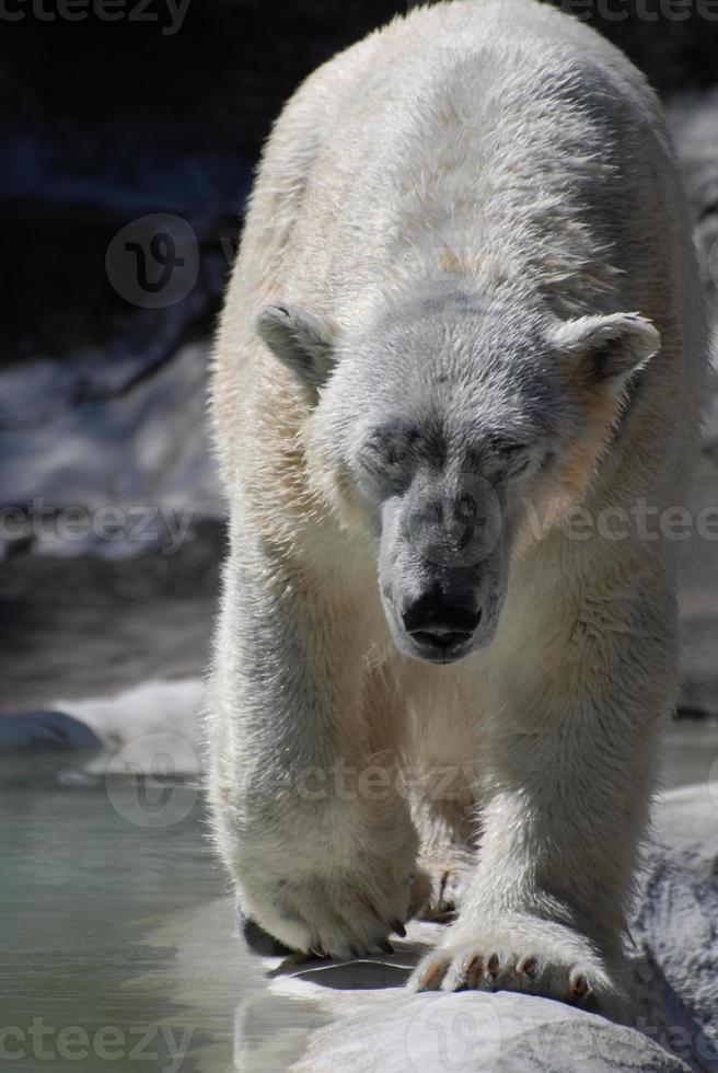hermoso oso polar blanco caminando a lo largo de una madera lenta foto