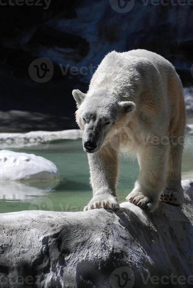 Pacing Polar Bear Walking Along an Edge photo