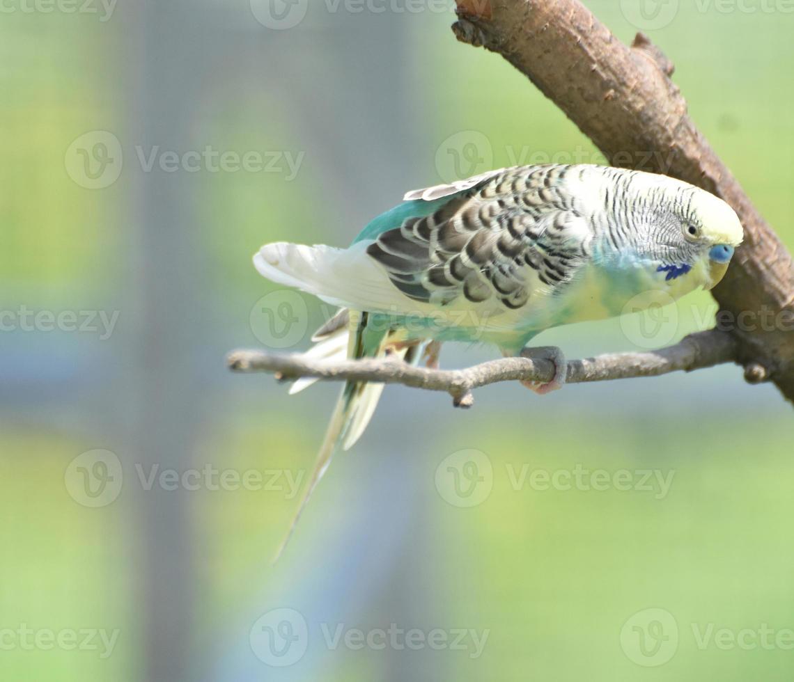 Pretty Pastel Colored Budgie Bird Perched on a Branch photo