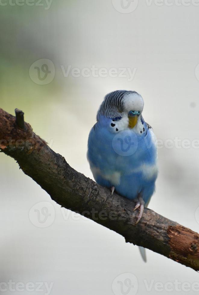 Pretty Pastel Blue Budgie on a Tree Branch photo