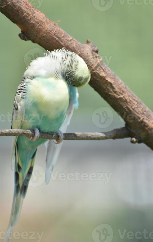 Pretty Pastel Common Parakeet with Ruffled Feathers on a Branch photo
